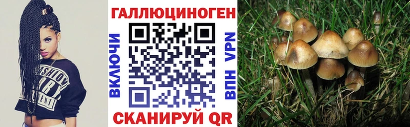 мега   Новохопёрск  Псилоцибиновые грибы Psilocybine cubensis 
